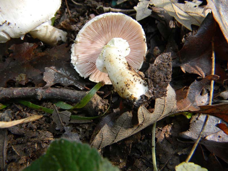 Agaricus fotog.il 15.10.2010.sotto Quercia